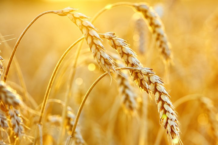 Trigo sin agroquimicos - NaturalCrops